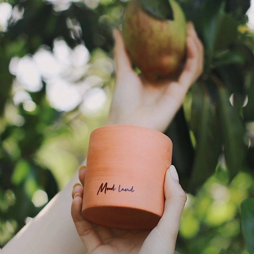 CIRCLEARA Whisky Pear scented candle in a rustic, porous red terracotta vessel, styled outdoors with fresh green pears to showcase the natural, earthen grounding aesthetic.